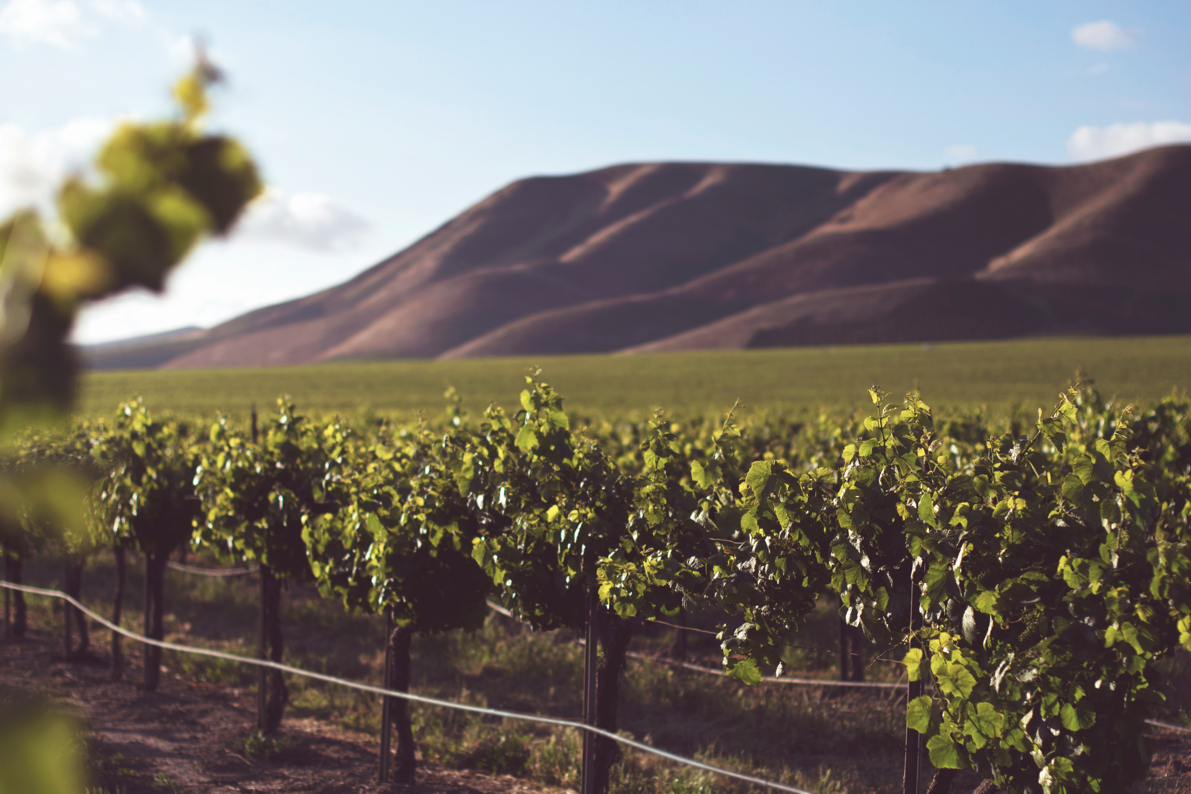 Shallow focus wine grapes on the vine with hill in background