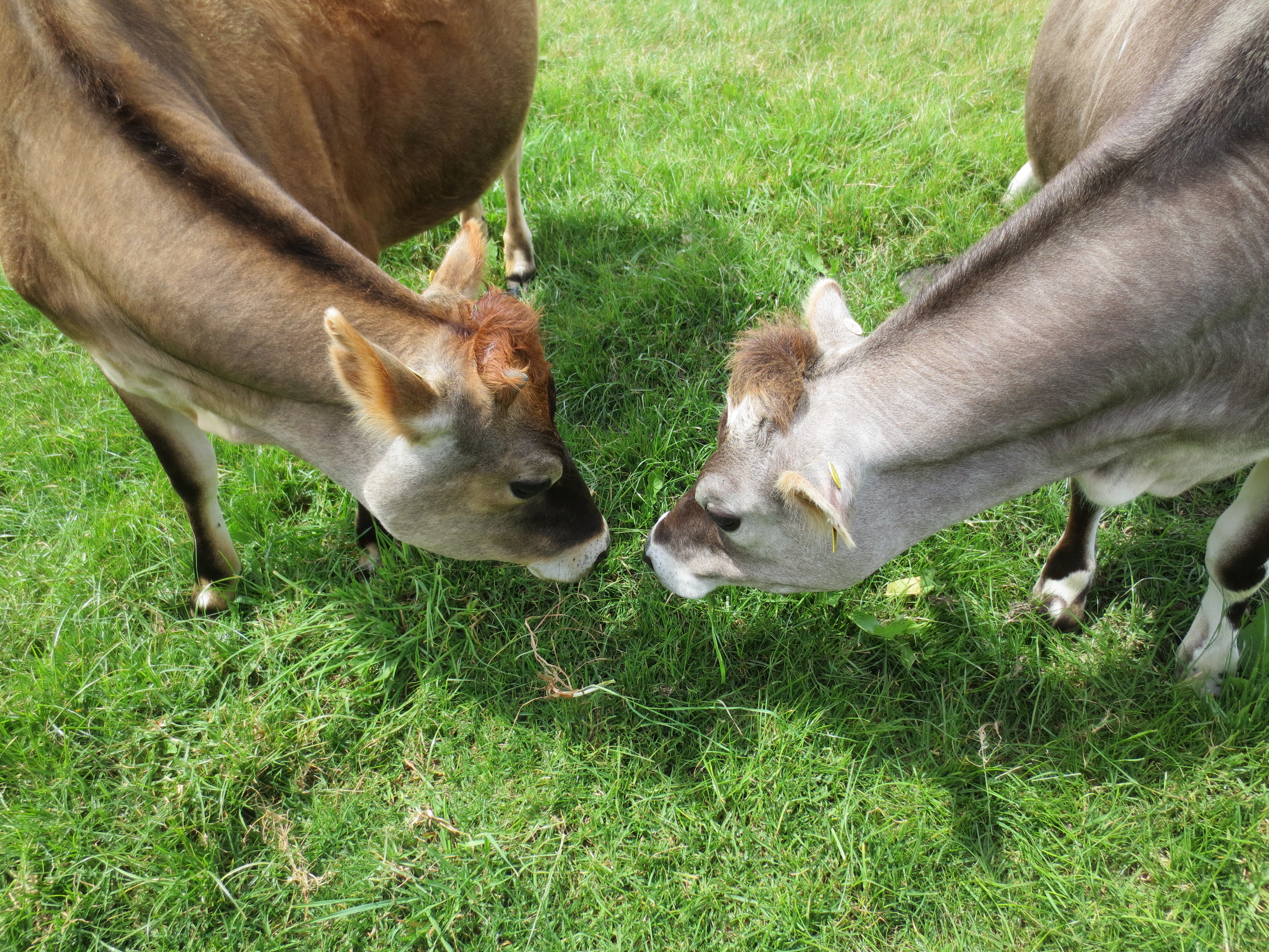 Two cows