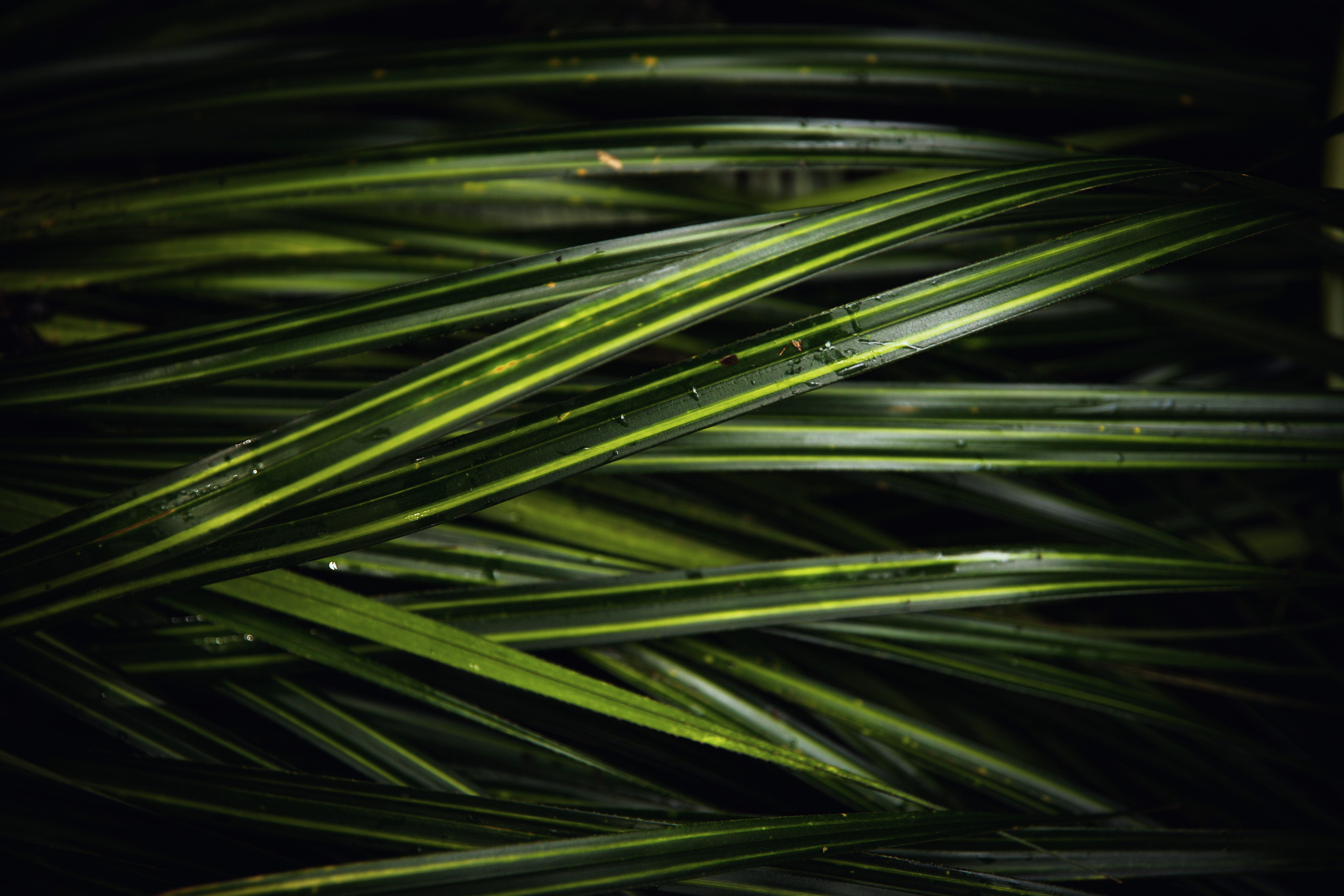 Kiekie close up with water droplets on leaves