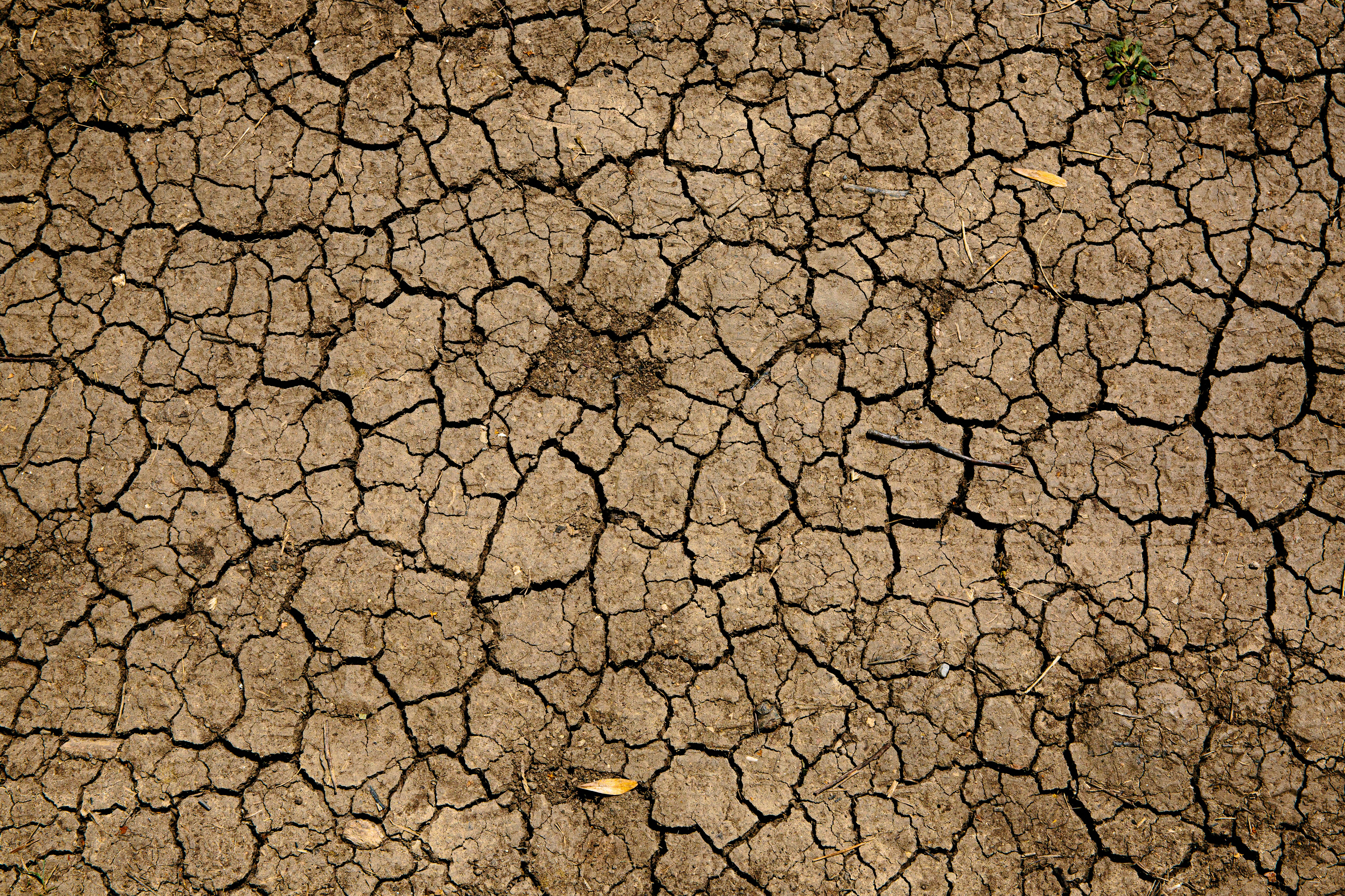 Brown and black dried up mud
