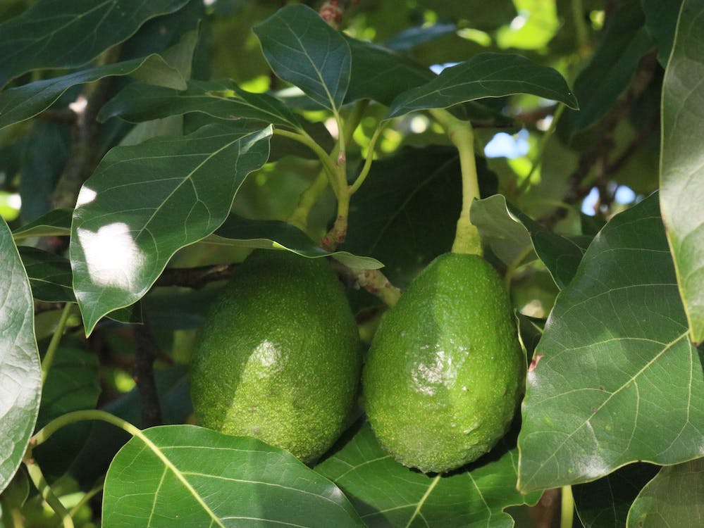 Two ripe green avocados hanging from a tree