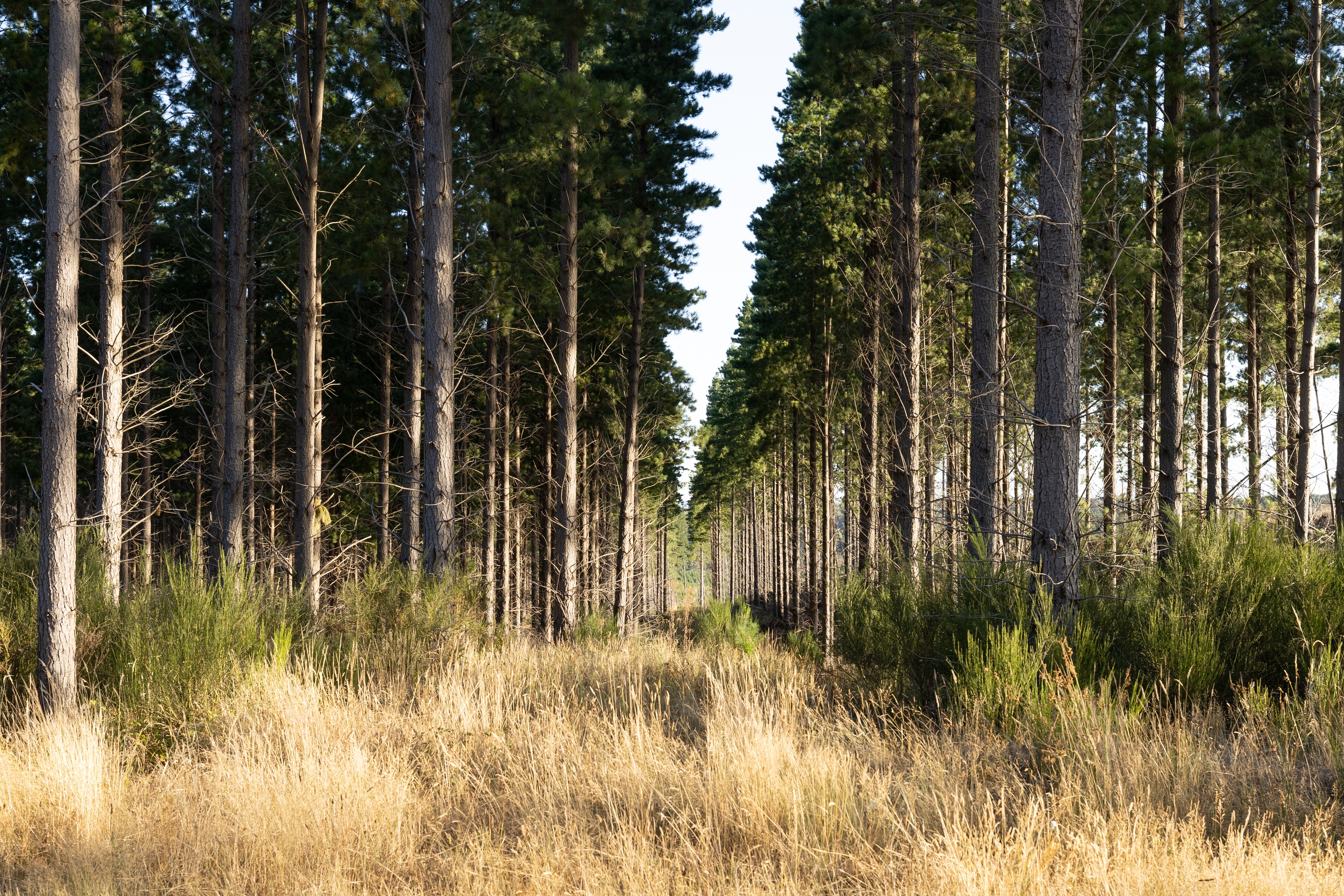Radiata Pine forest with dried shrubs 
