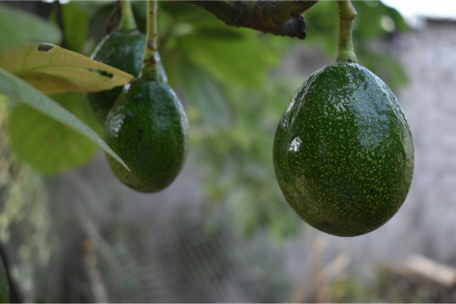 Two green avocados hanging from a tree