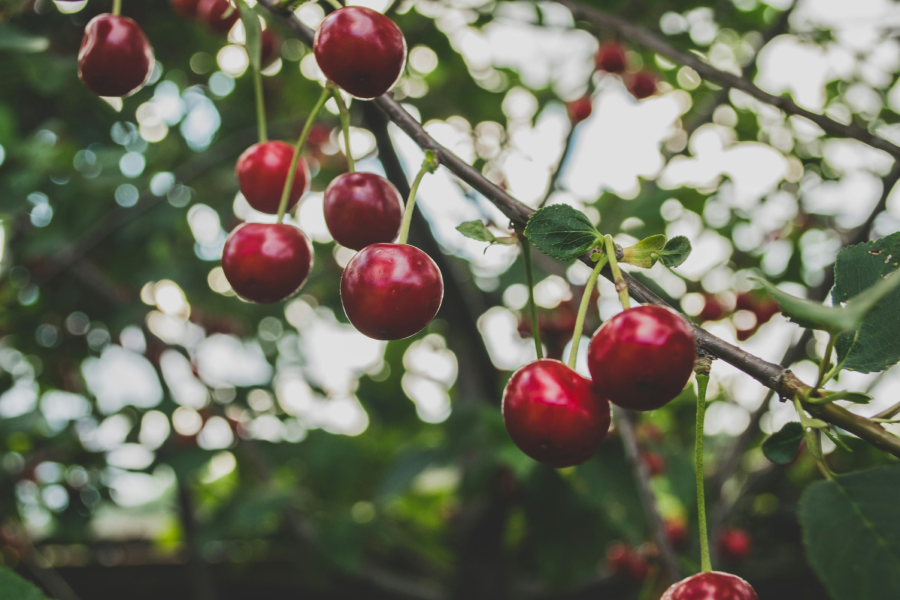 Ride red cherries hanging from a tree